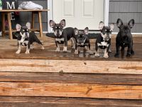 French Bulldog Puppies for sale in Marshville, North Carolina. price: $2,400