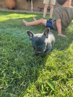 French Bulldog Puppies for sale in Surprise, Arizona. price: $1,700