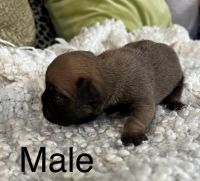 French Bulldog Puppies for sale in Salem, OR, USA. price: NA