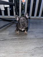 French Bulldog Puppies for sale in Durham, NC, USA. price: $2,200