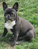 French Bulldog Puppies for sale in Main St, Springfield, OR, USA. price: $800
