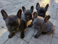 French Bulldog Puppies for sale in Spring Hill, FL, USA. price: $1,500