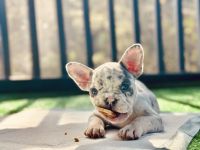 French Bulldog Puppies for sale in Atlanta, Georgia. price: $10,000
