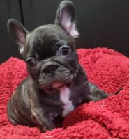 French Bulldog Puppies for sale in Springfield, Oregon. price: $2,800
