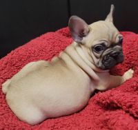 French Bulldog Puppies for sale in Springfield, Oregon. price: $3,000