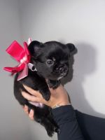 French Bulldog Puppies for sale in Weston, Florida. price: $3,500
