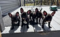 French Bulldog Puppies for sale in Grand Ledge, Michigan. price: $1,600