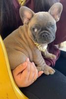French Bulldog Puppies for sale in Los Angeles, California. price: $1,300