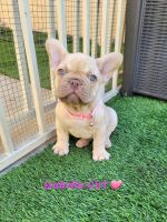 French Bulldog Puppies for sale in Las Vegas, Nevada. price: $2,900