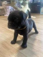 French Bulldog Puppies for sale in Brisbane, Queensland. price: $1,000