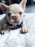 French Bulldog Puppies for sale in Edwardsburg, Michigan. price: $1,800