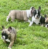 French Bulldog Puppies for sale in Pauls Valley, Oklahoma. price: NA