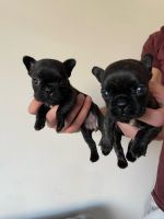 French Bulldog Puppies for sale in Redcliffe, Queensland. price: $2,500