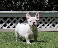 French Bulldog Puppies for sale in La Mirada, CA, USA. price: $1,500