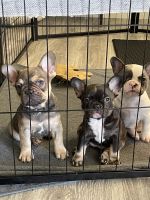 French Bulldog Puppies for sale in Tucson, Arizona. price: $3,000