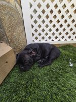 French Bulldog Puppies for sale in La Quinta, California. price: $2,000