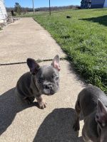 French Bulldog Puppies for sale in Loudonville, Ohio. price: NA