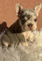French Bulldog Puppies for sale in MA-110, Methuen, MA, USA. price: $3,800