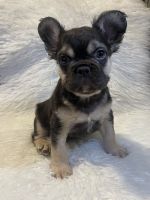 French Bulldog Puppies for sale in St. Louis, Missouri. price: $4,000