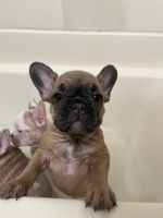 French Bulldog Puppies for sale in Albany, OR, USA. price: $2,000
