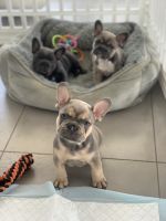 French Bulldog Puppies for sale in Miami, Florida. price: $4,500