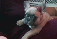 French Bulldog Puppies for sale in Hueytown, AL, USA. price: $1,300