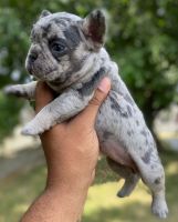 French Bulldog Puppies for sale in Lawrence, Massachusetts. price: NA