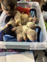 French Bulldog Puppies for sale in Fairfield, California. price: NA