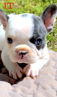 French Bulldog Puppies for sale in Tampa, Florida. price: $5,000