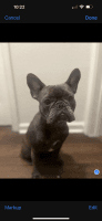 French Bulldog Puppies for sale in Jacksonville, Florida. price: $1,250