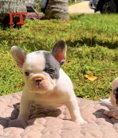 French Bulldog Puppies Photos