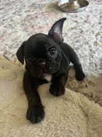 French Bulldog Puppies for sale in Plainfield, Illinois. price: NA