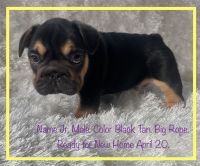 French Bulldog Puppies for sale in Fort Plain, NY, USA. price: $2,250