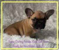 French Bulldog Puppies for sale in Fort Plain, NY, USA. price: $3,850
