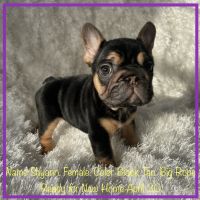 French Bulldog Puppies for sale in Fort Plain, NY, USA. price: $4,500