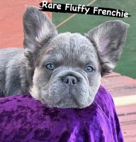 French Bulldog Puppies for sale in Buford, Georgia. price: $6,000