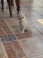 French Bulldog Puppies for sale in Hialeah Gardens, Florida. price: $2,000