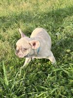 French Bulldog Puppies for sale in Sugar Land, Texas. price: $3,000