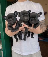 French Bulldog Puppies for sale in Baguio City, Benguet. price: NA