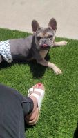 French Bulldog Puppies for sale in Spring Valley, California. price: $3,000