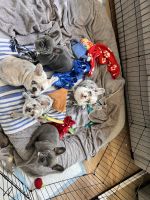 French Bulldog Puppies for sale in West Hills, California. price: NA