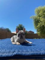 French Bulldog Puppies for sale in Avondale, Arizona. price: $18,002,400