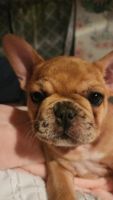 French Bulldog Puppies for sale in Plainfield, Illinois. price: NA