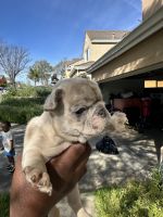 French Bulldog Puppies for sale in 2217 Ceynowa Ln, San Jose, CA 95121, USA. price: $2,000