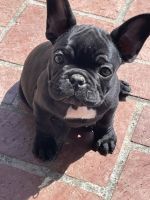 French Bulldog Puppies for sale in Sacramento, California. price: $1,000