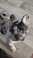 French Bulldog Puppies for sale in Garland, Texas. price: $10,000