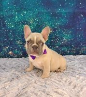 French Bulldog Puppies for sale in Quapaw, OK 74363, USA. price: $2,850