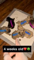French Bulldog Puppies for sale in Dallas, Texas. price: NA