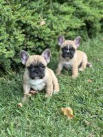 French Bulldog Puppies for sale in Sydney, New South Wales. price: $3,800