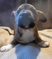 French Bulldog Puppies for sale in Stanhope, New Jersey. price: $950